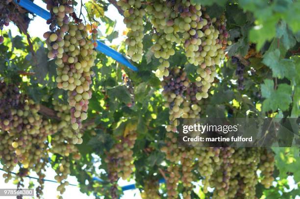 greek grapevine - fulford stock pictures, royalty-free photos & images