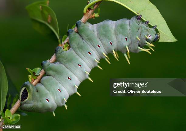 godzilla (coscinocera hercules) - hercules moth stock pictures, royalty-free photos & images