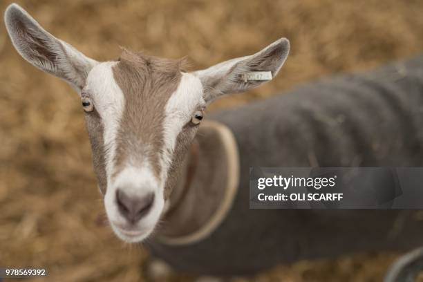 Goat looks out from its pen on the first day of The Royal Cheshire County Show at Tabley, near Knutsford, northern England on June 19, 2018. - The...