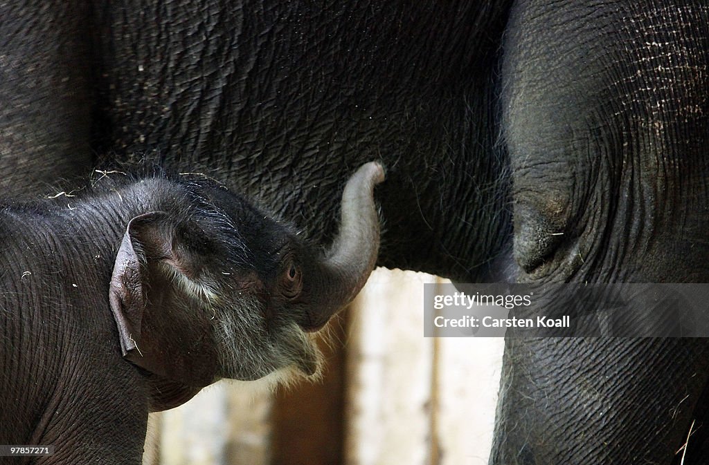 Newborn Baby Elephant In Berlin