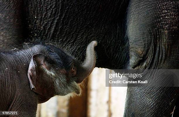 The asian elephant cub Bimas stands close to its mother Cynthia at Tierpark Friedrichsfelde on March 19, 2010 in Berlin, Germany. The baby was born...