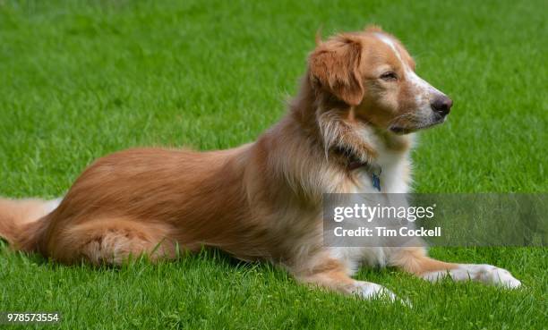 my trusty brittany spaniel cross - brittany spaniel fotografías e imágenes de stock