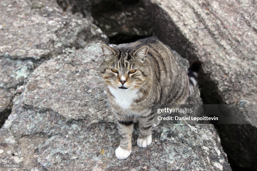 Royaume des Chats 1