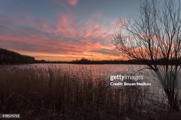 sunset over oostvaardersplassen - oostvaardersplassen stockfoto's en -beelden