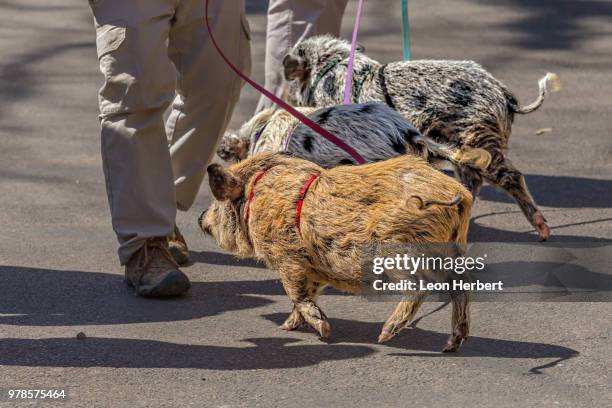 the three little pigs - three little pigs stock pictures, royalty-free photos & images