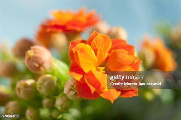 close-up view of kalanchoe flowers in sun - kalanchoe stock pictures, royalty-free photos & images