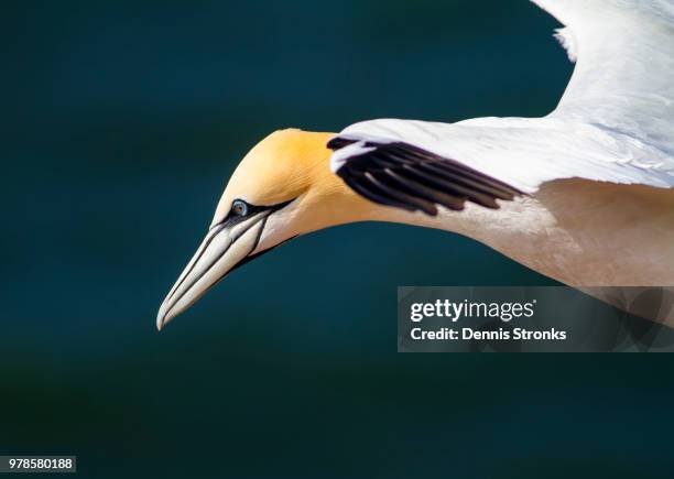 northern gannet - オーストラリアシロカツオドリ ストックフォトと画像