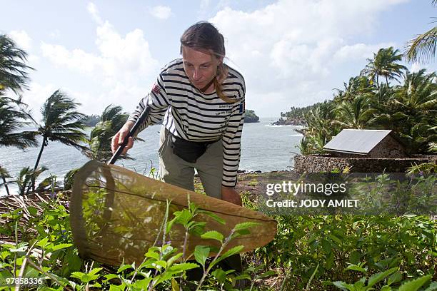 Scientists of the Terre-Ocean mission, Adeline Soulier-Perkins collects insects, on February 13 on the Devil's Island in the Caribbean Sea off French...