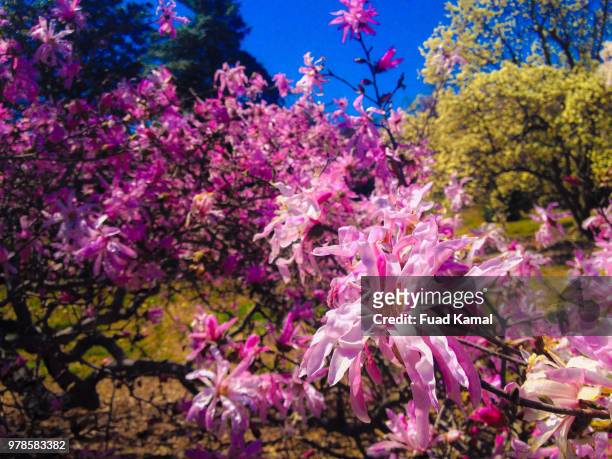 star magnolia - star magnolia trees stock pictures, royalty-free photos & images