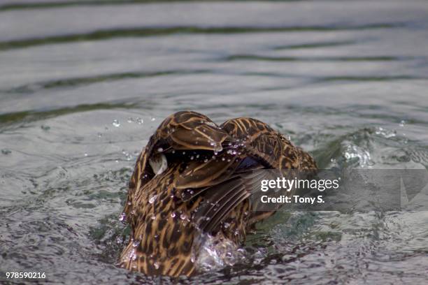 duck dive - duck dive stock pictures, royalty-free photos & images