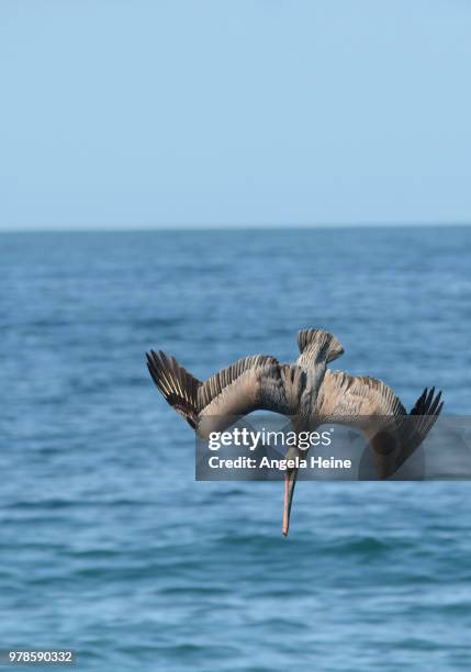 brown pelican (pelecanus occidentalis) diving - pelicano imagens e fotografias de stock