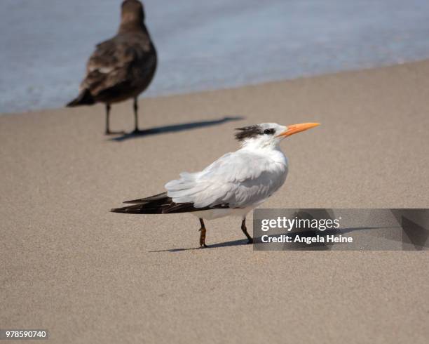 elegant tern at point dume state beach - royal tern 個照片及圖片檔