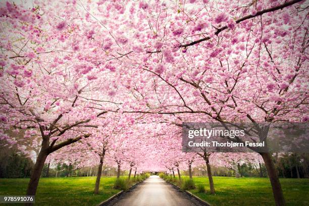 nangijala - blossom tree stock-fotos und bilder