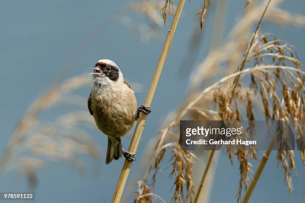 european penduline tit (remiz pendulinus) bird perching on grass, kassel, hesse, germany - eurasian penduline tit stock pictures, royalty-free photos & images
