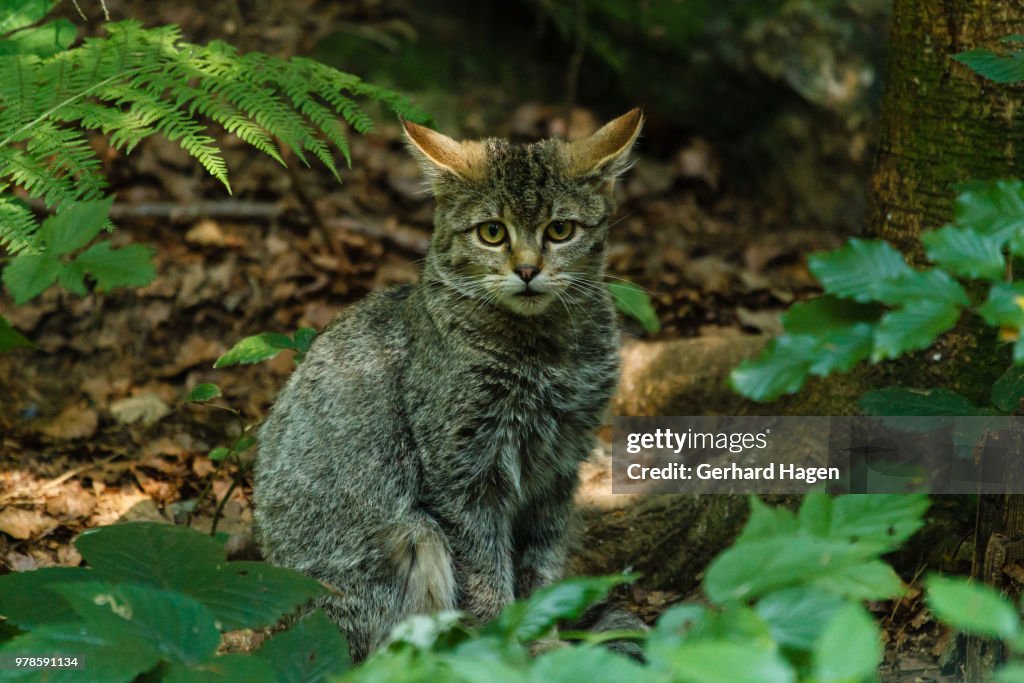 Wildcat (Felis silvestris) sitting in Bavarian Forest, Bavaria, Germany
