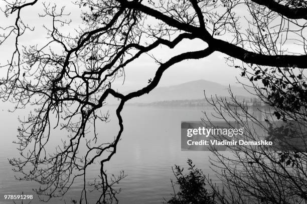 bare tree silhouette on lake geneva shore in fog, montreux, canton of vaud, switzerland - geneva canton stock-fotos und bilder