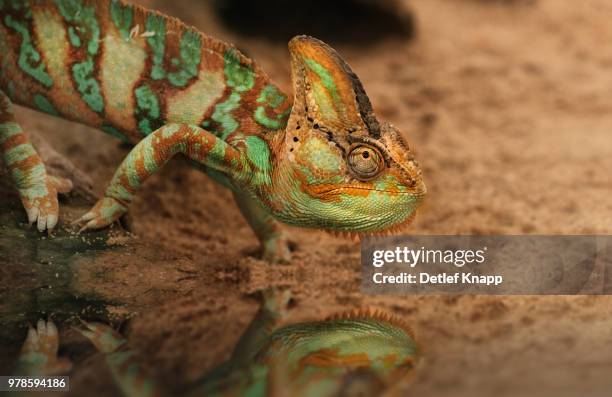 veiled chameleon (chamaeleo calyptratus) walking against blurry background - veiled chameleon stock pictures, royalty-free photos & images