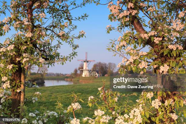 de vlinder through white flowers, deil, netherlands - vlinder fotografías e imágenes de stock