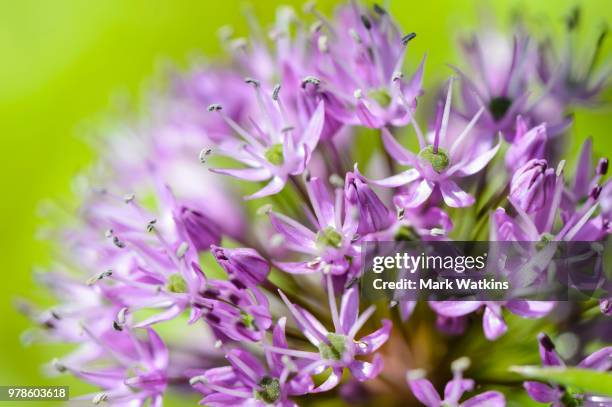 alium - alium stock pictures, royalty-free photos & images