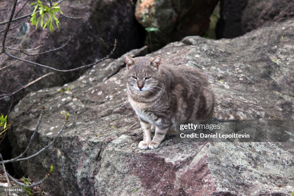 Royaume des Chats 5
