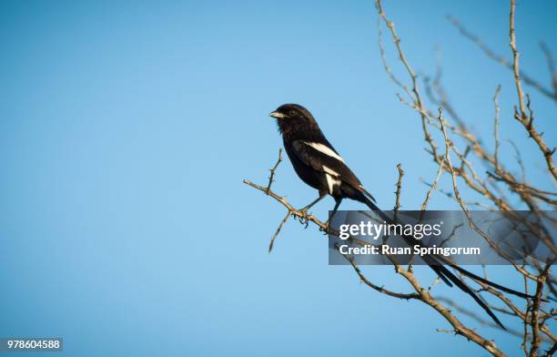 magpie shrike (urolestes melanoleucus) perching on branch - magpie shrike stock pictures, royalty-free photos & images