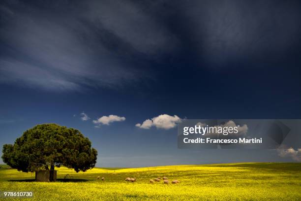 sheep grazing next to lone tree, grosseto, tuscany, italy - lonely sheep foto e immagini stock