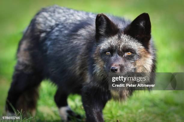 portrait of black raccoon dog (nyctereutes procyonoides) - tanuki stock pictures, royalty-free photos & images