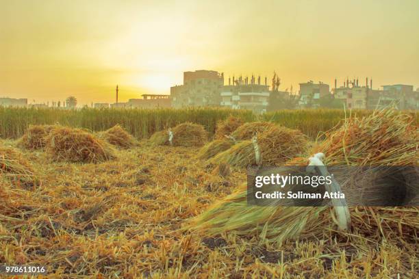 harvesting - north africa stockfoto's en -beelden