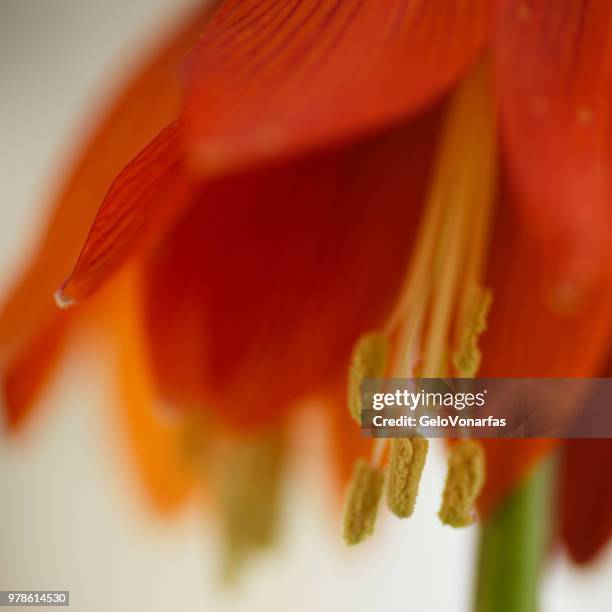 bellflower - disco de hóquei sobre o gelo fotografías e imágenes de stock