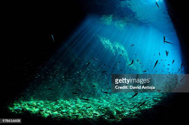 fish underwater illuminated by sunlight, costa brava, spain - zeedieren stockfoto's en -beelden