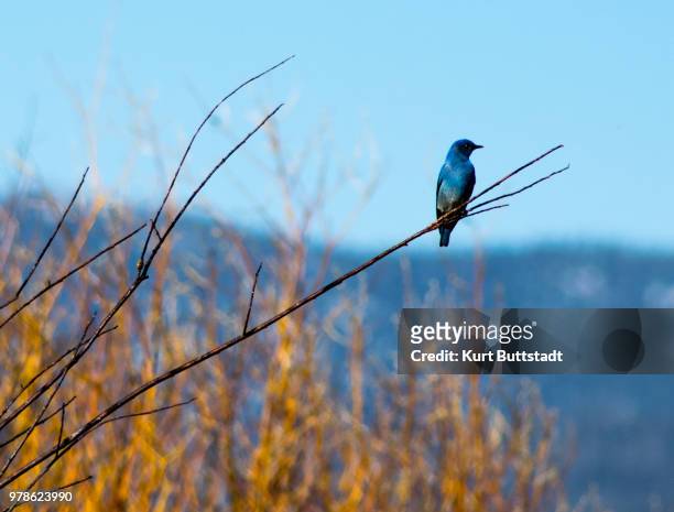 bluebird - indigo bunting stock pictures, royalty-free photos & images