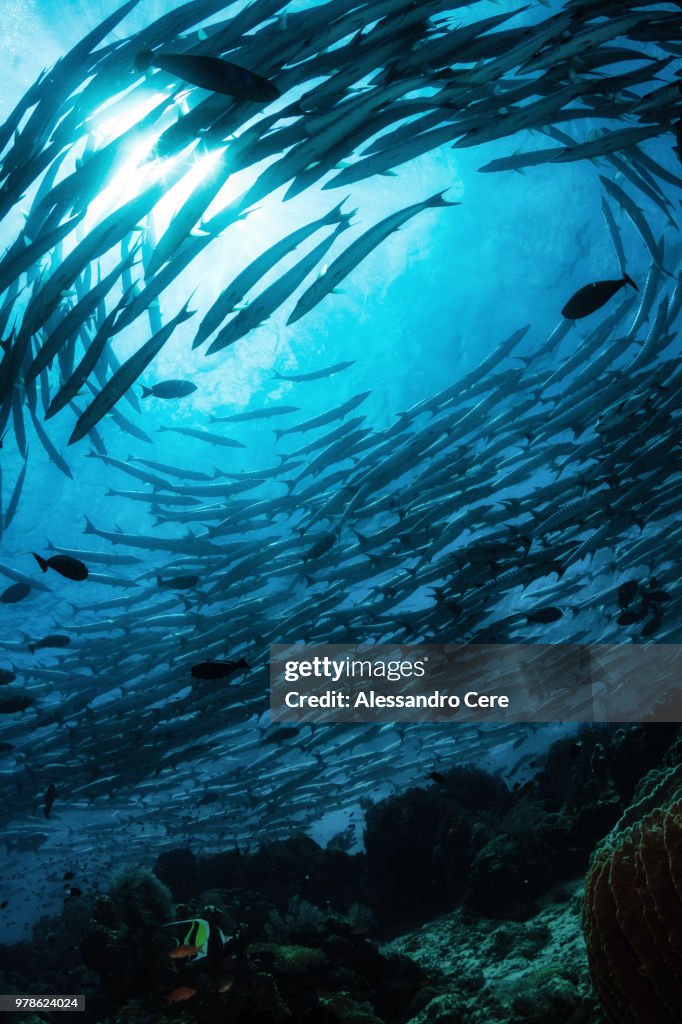 School of fish underwater, Sipadan, Borneo, Malaysia