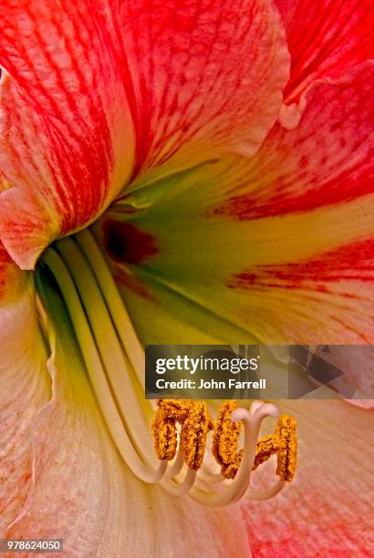 Lily Macro, Photo