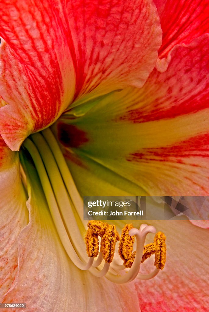 Lily Macro