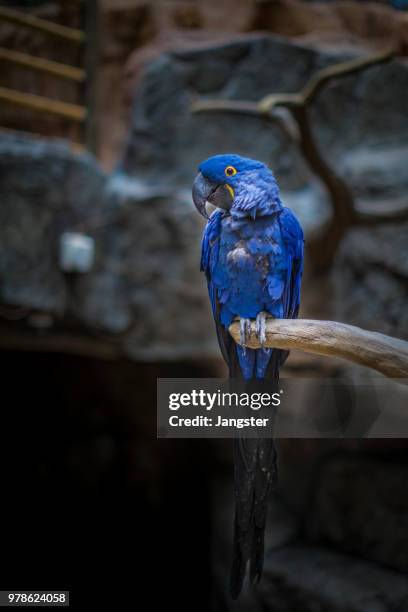 lears macaw blue parrot (anodorhynchus leari) perching, ilsan new town, korea - goyang stock-fotos und bilder