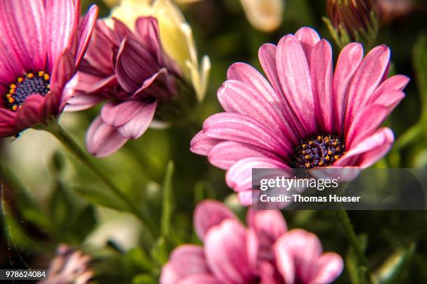 blumen - blumen stock pictures, royalty-free photos & images