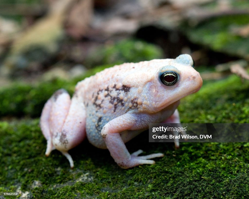 American Toad, Bufo americanus