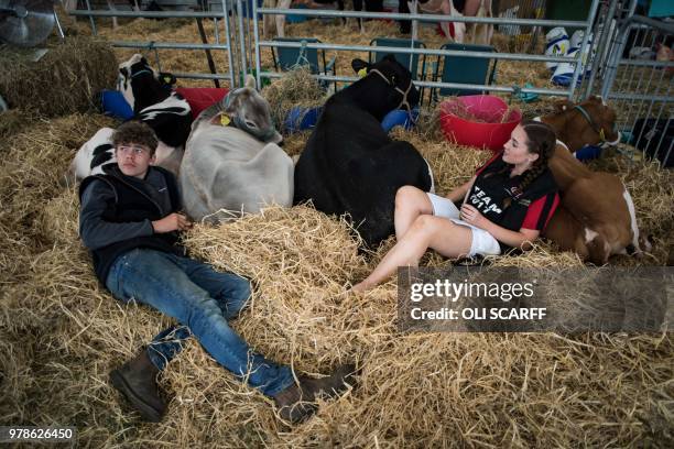 Young farmers relax with their Holstein and Brown Swiss cattle after judging took place on the first day of The Royal Cheshire County Show at Tabley,...