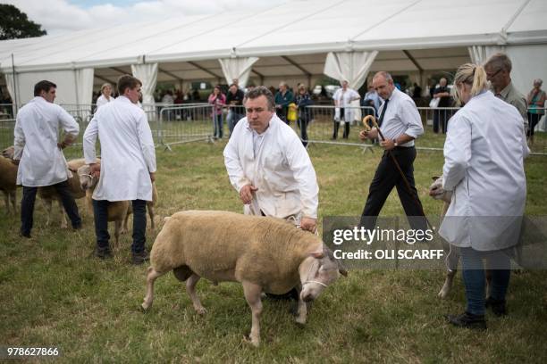 Charollais sheep are judged on the first day of The Royal Cheshire County Show at Tabley, near Knutsford, northern England on June 19, 2018. - The...