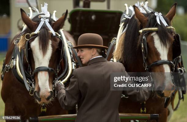 Woman controls two shire horses before entering a display ring on the first day of The Royal Cheshire County Show at Tabley, near Knutsford, northern...