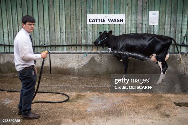 Young farmer washes a cow on the first day of The Royal Cheshire County Show at Tabley, near Knutsford, northern England on June 19, 2018. - The...