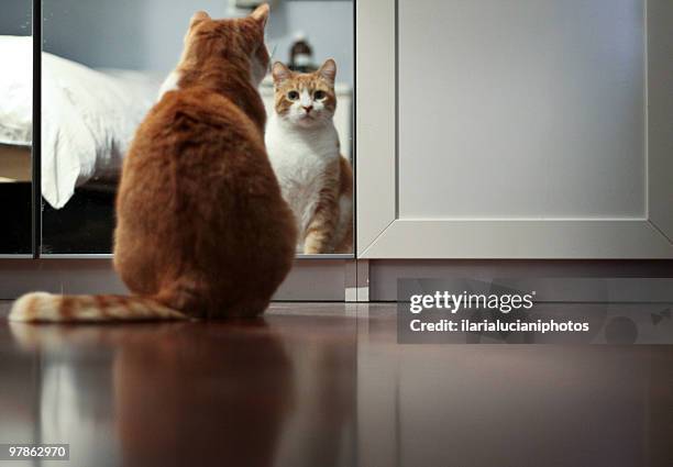 cat looking in mirror - 猫 影 ストックフォトと画像