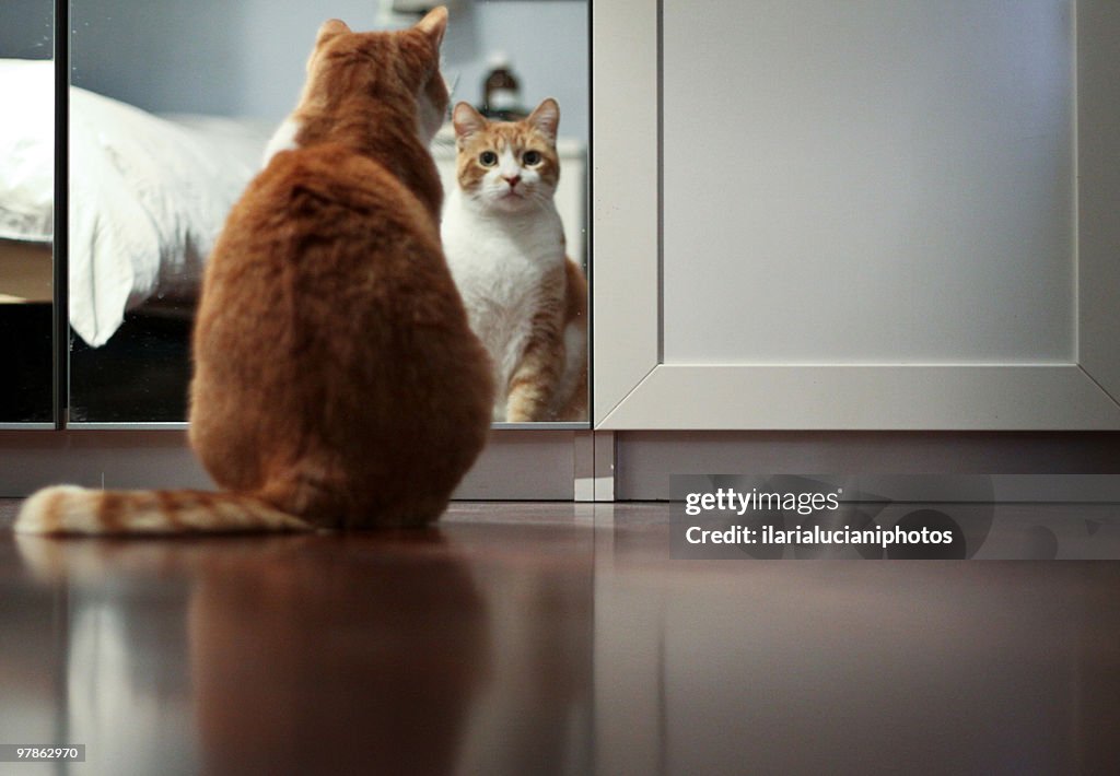 Cat looking in mirror