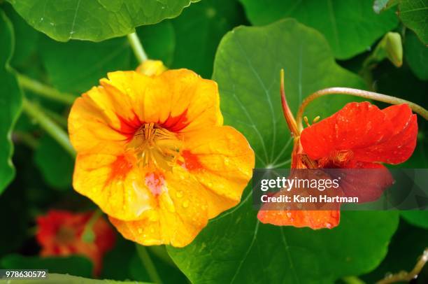 shades of orange - nasturtium fotografías e imágenes de stock