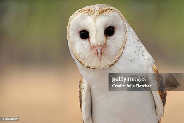 barn owl - barn owl fotografías e imágenes de stock