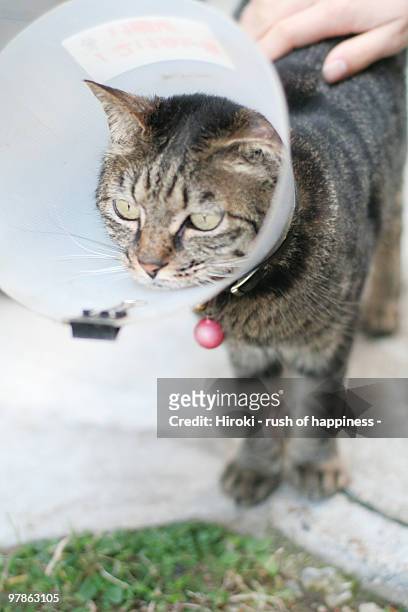 cat with collar - hondenkraag stockfoto's en -beelden
