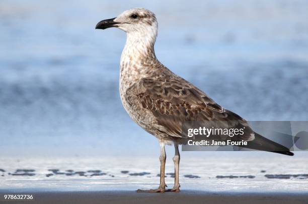 kelp gull(immature) - kelp gull stock pictures, royalty-free photos & images