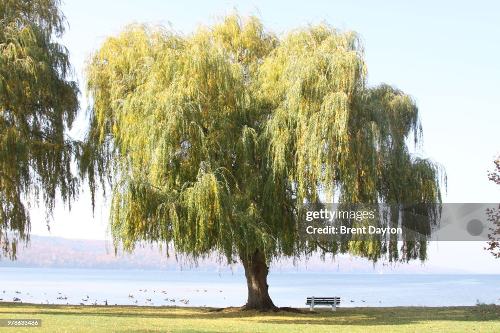 That One Willow