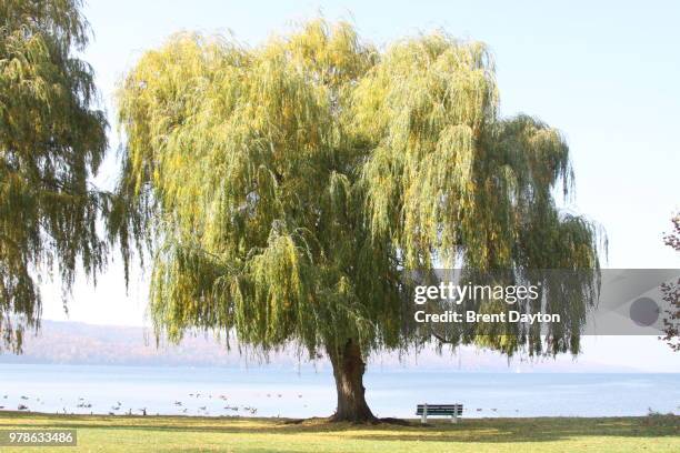 that one willow - weeping willow stock pictures, royalty-free photos & images