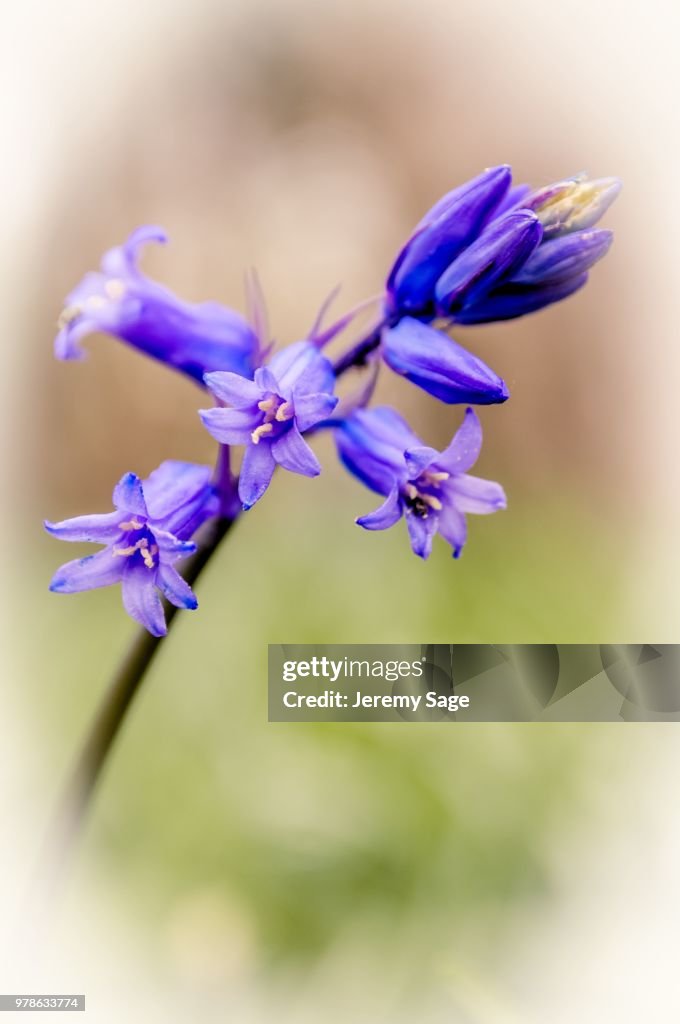 Bluebell art